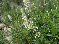 Ceanothus integerrimus