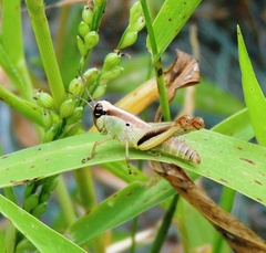 Melanoplus keeleri