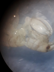 Gammarella fucicola