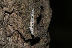 Batrachedra praeangusta