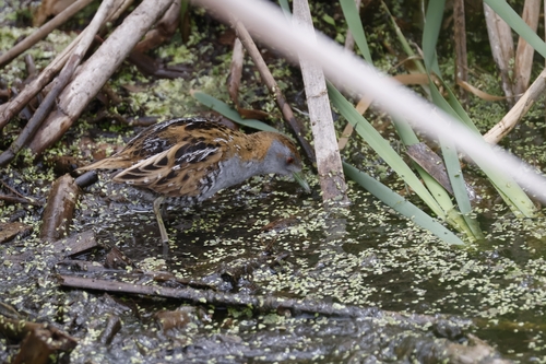 Baillon's Crake (Zapornia pusilla), photo 8