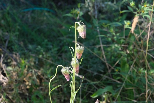 Cirsium pendulum iNat (1)