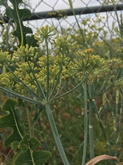 Cavariella aegopodii