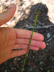 Equisetum laevigatum