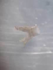 Gammarella fucicola