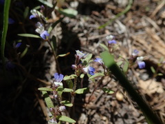 Collinsia torreyi