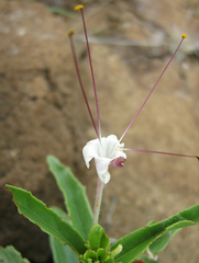 Clerodendrum ternatum