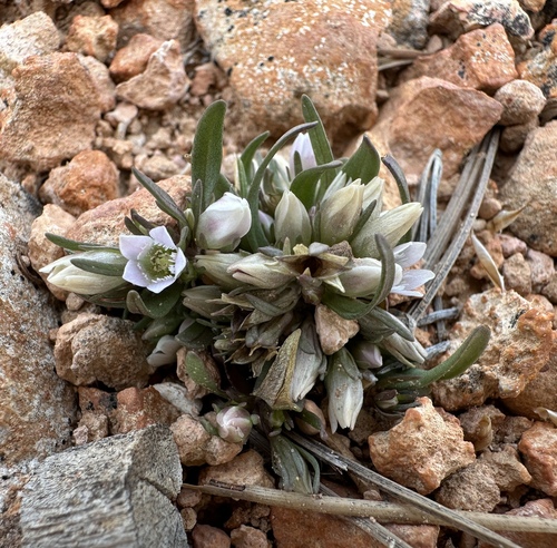 Image of Gentianella tortuosa by (c) Matt Berger, some rights reserved (CC BY)