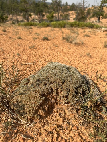 Image of Eriogonum aretioides by (c) Matt Berger, some rights reserved (CC BY)