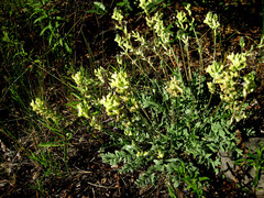 Oxytropis campestris