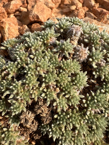 Image of Eriogonum aretioides by (c) Matt Berger, some rights reserved (CC BY)