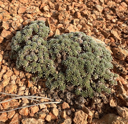 Red Canyon Buckwheat (Eriogonum aretioides)