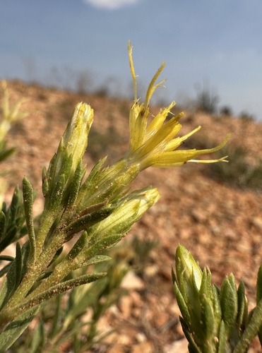 Image of Ericameria zionis by (c) Matt Berger, some rights reserved (CC BY)