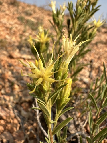 Image of Ericameria zionis by (c) Matt Berger, some rights reserved (CC BY)