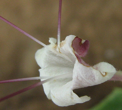 Clerodendrum ternatum