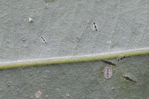 Pentaleyrodes cinnamomi
