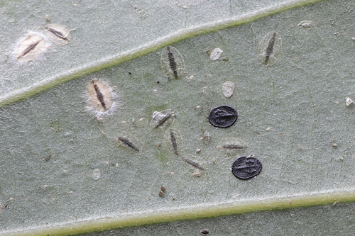 Aleuroclava gordoniae