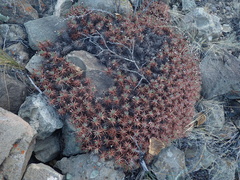 Acantholimon lycopodioides, photograph (c) Sagnik Dutta Roy, some rights reserved (CC BY)