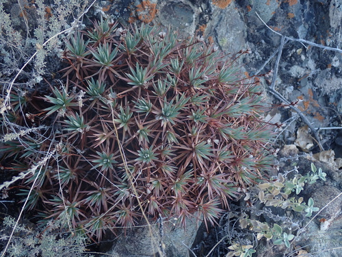 Acantholimon lycopodioides, photograph 5