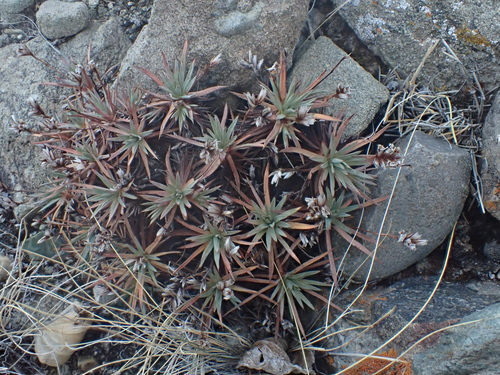 Acantholimon lycopodioides, photograph 3
