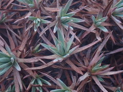 Acantholimon lycopodioides