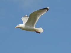 Larus argentatus