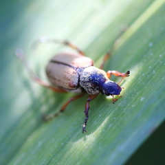 Macrodactylus subspinosus