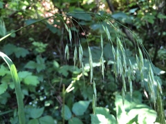 Bromus vulgaris