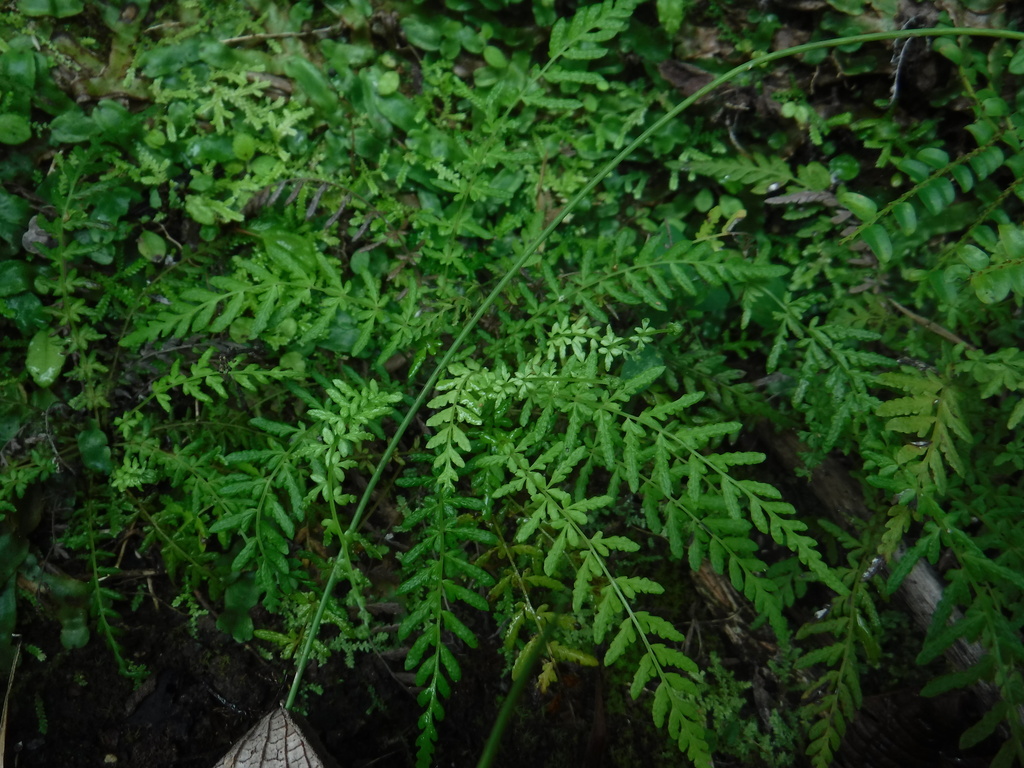Amauropelta sancta