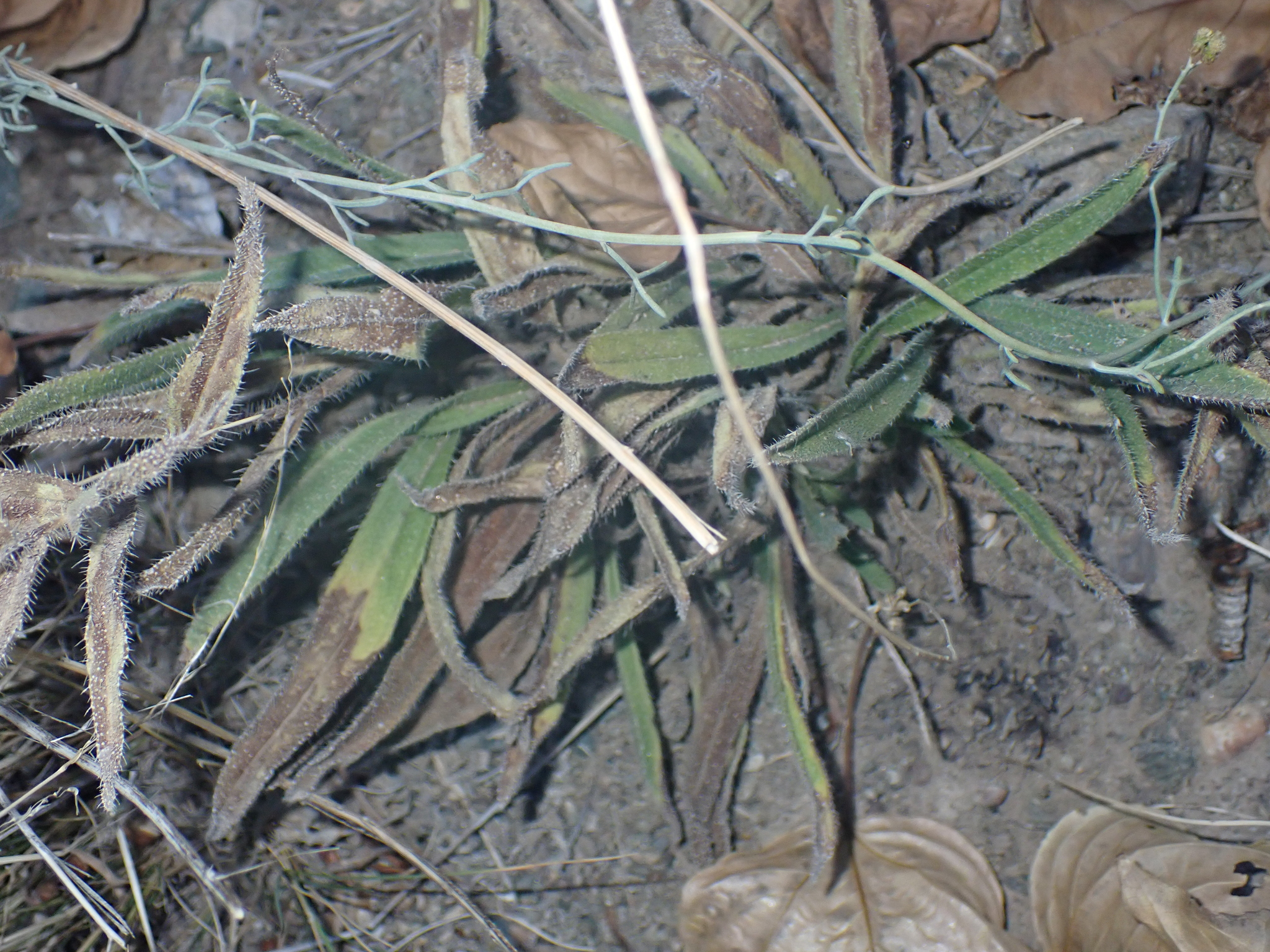 Sinkiang-Tibet Arnebia (Arnebia euchroma)