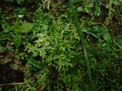 Selaginella denudata