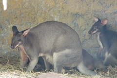 Dusky Pademelon photo 3