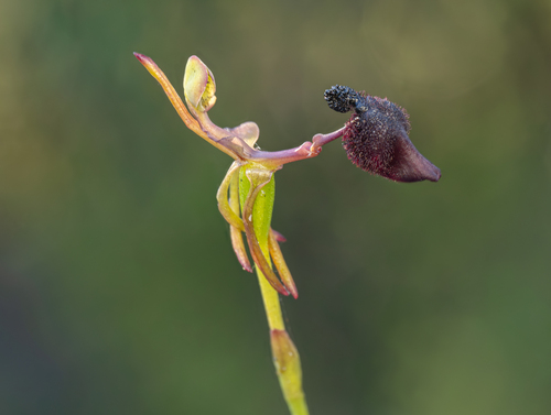 Drakaea glyptodon Fitzg.