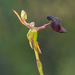 Drakaea glyptodon - Photo (c) Matt Tudor, algunos derechos reservados (CC BY-NC), subido por Matt Tudor