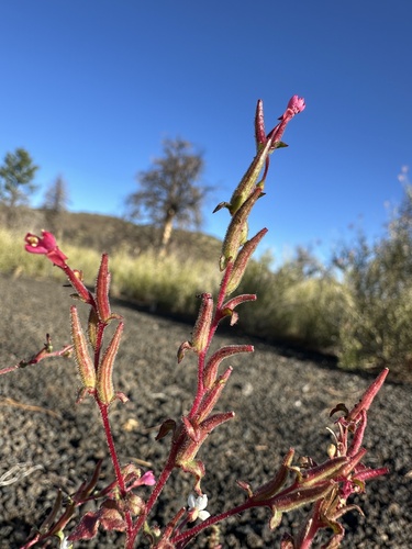Gould Evening-primrose (Eremothera gouldii)