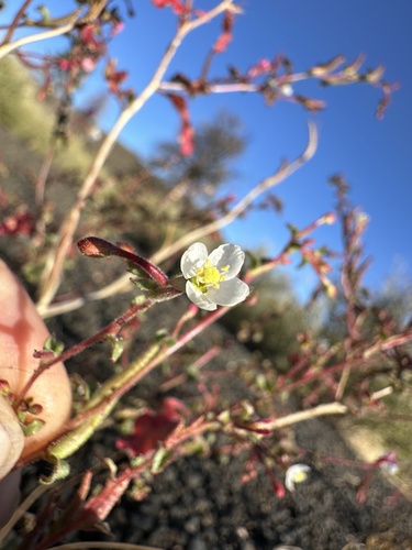 Image of Eremothera gouldii by (c) Matt Berger, some rights reserved (CC BY)