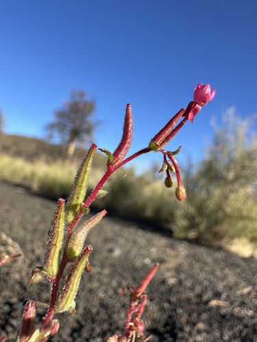 Image of Gould Evening-Primrose (Eremothera gouldii) by (c) Matt Berger, some rights reserved (CC BY)
