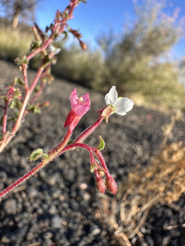 Image of Gould Evening-Primrose (Eremothera gouldii) by (c) Matt Berger, some rights reserved (CC BY)