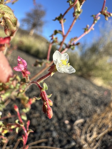 Image of Eremothera gouldii by (c) Matt Berger, some rights reserved (CC BY)