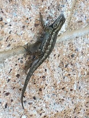 Sceloporus occidentalis