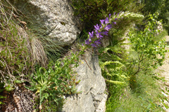 Campanula spicata