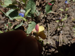 Viola purpurea