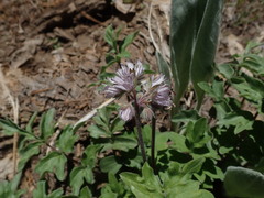 Hydrophyllum occidentale