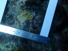 Agaricia humilis