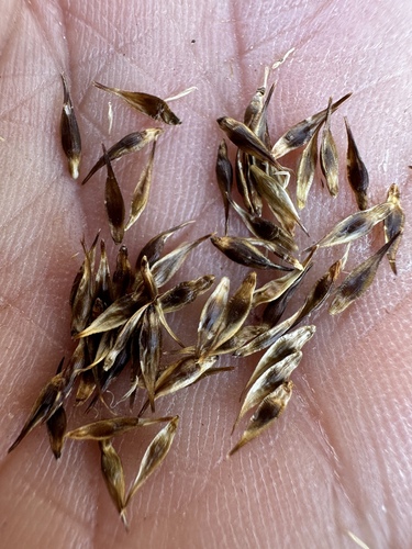 Image of Carex ebenea by (c) Matt Berger, some rights reserved (CC BY)
