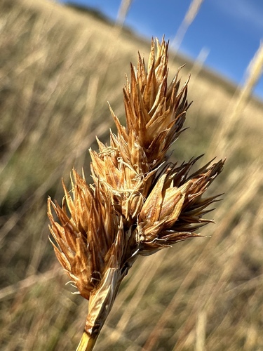 Image of Carex egglestonii by (c) Matt Berger, some rights reserved (CC BY)