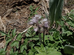 Hydrophyllum occidentale