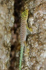 Banded Day Gecko photo 3