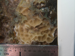 Agaricia humilis