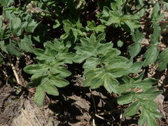 Hydrophyllum occidentale
